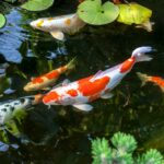 Où et comment bien accueillir la carpe Koï au jardin ? Où et comment bien accueillir la carpe Koï au jardin