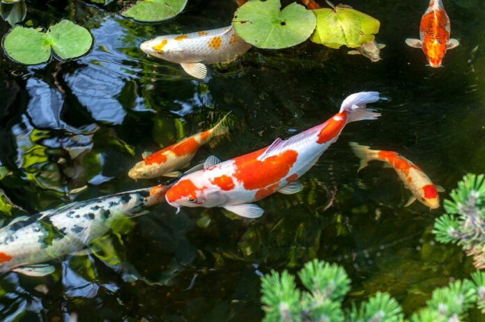 Où et comment bien accueillir la carpe Koï au jardin