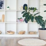 Tout apprendre du Ficus elastica Découvrir le Ficus elastica