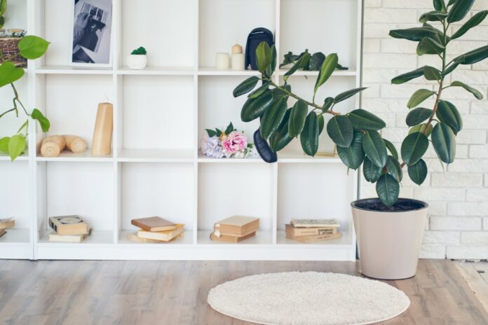 Découvrir le Ficus elastica Découvrir le Ficus elastica