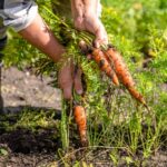 Que planter en août ? Que planter en août