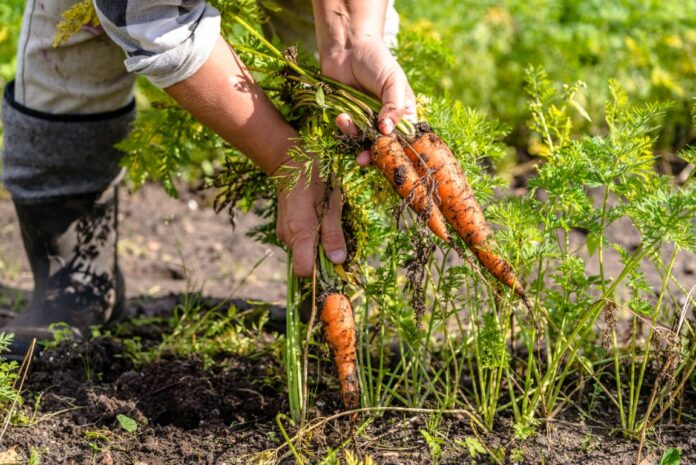 Que planter en août Que planter en août