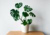 Astuces et conseils pour l’entretien de sa Monstera conseils pour l’entretien de sa Monstera