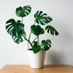 Astuces et conseils pour l’entretien de sa Monstera conseils pour l’entretien de sa Monstera