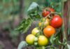 Comment faire murir des tomates ? faire murir des tomates