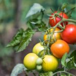 Comment faire murir des tomates ? faire murir des tomates