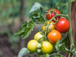Comment faire murir des tomates ? faire murir des tomates