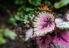Tout savoir du Begonia Rex tout savoir du begonia rex