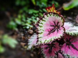 Tout savoir du Begonia Rex tout savoir du begonia rex