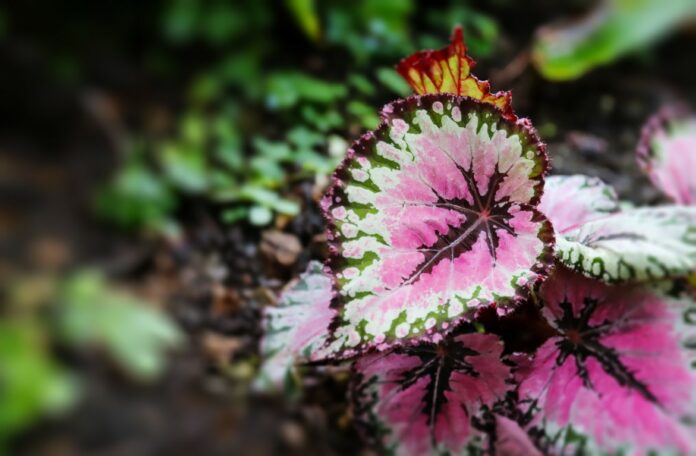 tout savoir du begonia rex tout savoir du begonia rex