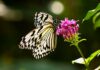 Comment prendre soin de la faune et la flore au jardin, astuces, aménagements, bonnes pratiques papillon jardin