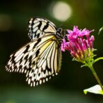 Comment prendre soin de la faune et la flore au jardin, astuces, aménagements, bonnes pratiques papillon jardin