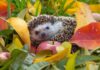 Les signes que des hérissons sont dans notre jardin et comment les protéger ? Les signes que des hérissons sont dans notre jardin