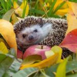 Les signes que des hérissons sont dans notre jardin et comment les protéger ? Les signes que des hérissons sont dans notre jardin