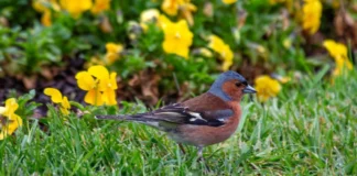 La fin de la pelouse stérile : quand le potager et la biodiversité dictent le prix de l’immobilier en 2026 La-fin-de-la-pelouse-stérile-quand-le-potager-et-la-biodiversité-dictent-le-prix-de-l_immobilier-en-