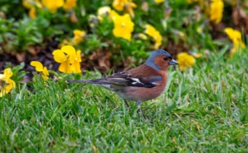 La fin de la pelouse stérile : quand le potager et la biodiversité dictent le prix de l’immobilier en 2026 La-fin-de-la-pelouse-stérile-quand-le-potager-et-la-biodiversité-dictent-le-prix-de-l_immobilier-en-